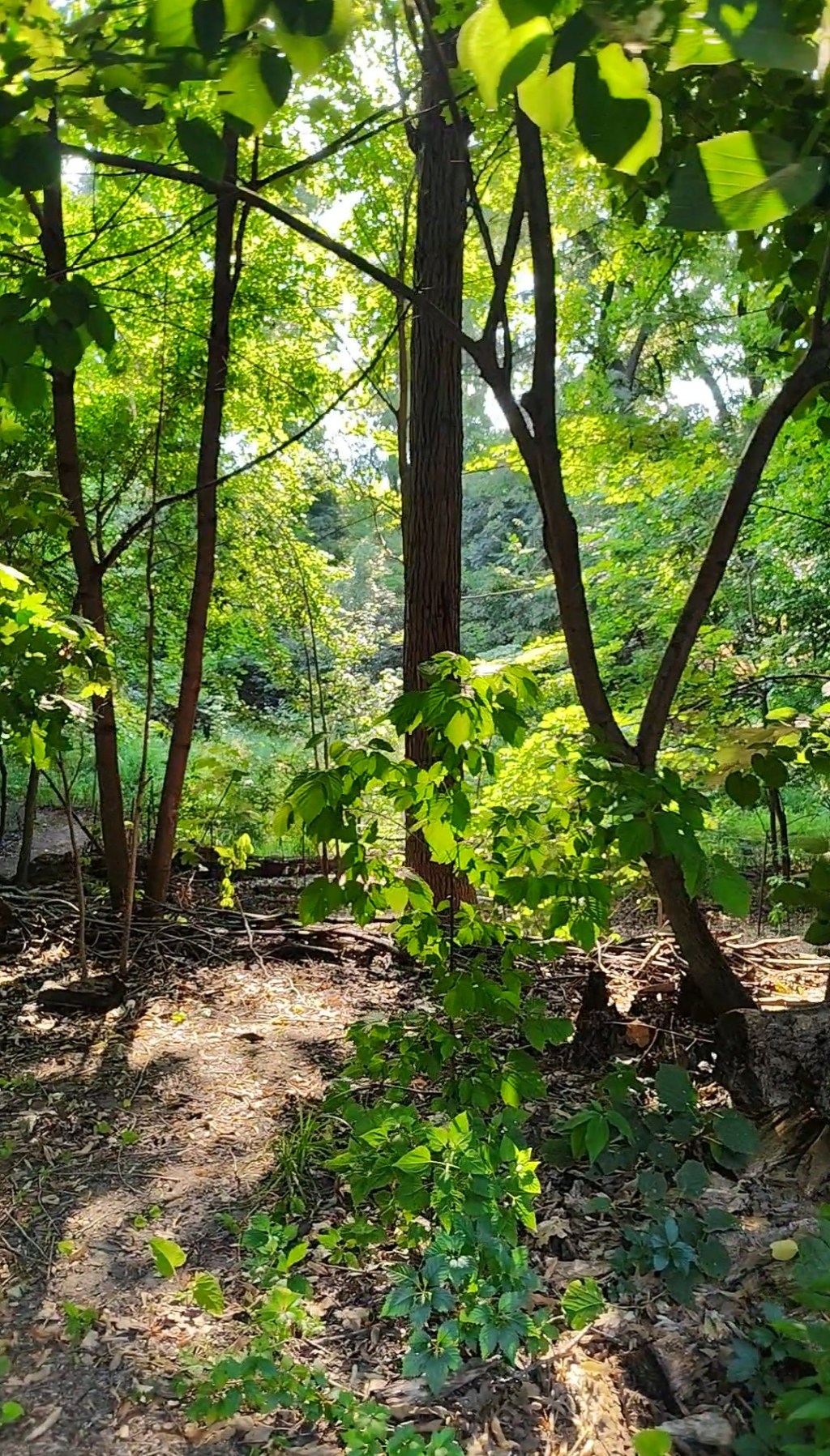This Is Also New York City&nbsp;🌲🌇🌳🌌